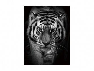Tiger kép 80*120