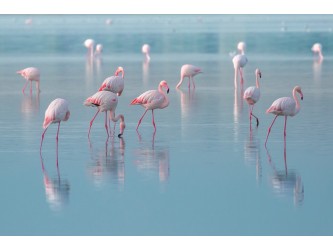 Flamingos kép 120x80